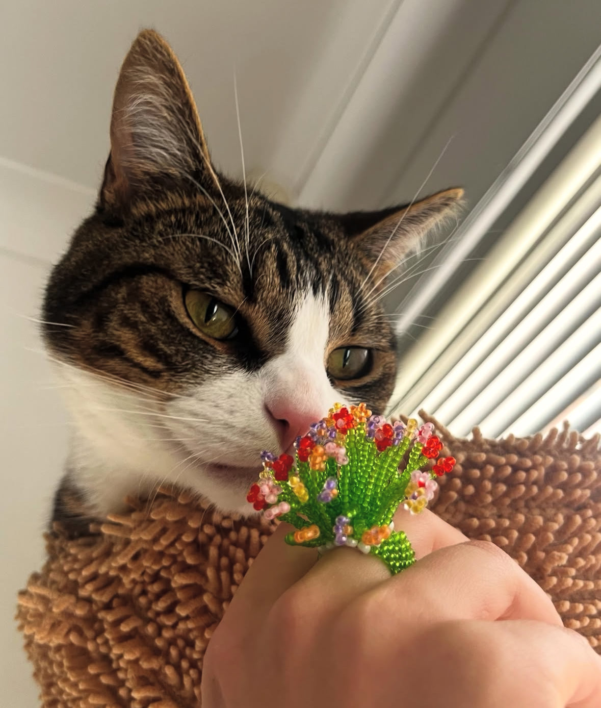 curiozitatea